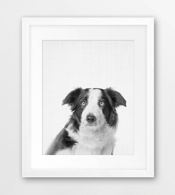 Border Collie Wall Art Print Dog Poster Black White Nursery Etsy