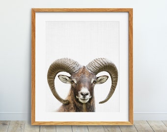 Bighorn Sheep  Print, Nursery Animal Wall Art, Mountain Sheep, Wild Animal, Nursery Decor, Animal Photography, Kids Room Decor Printable Art
