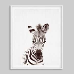 May include: A black and white zebra with a striped pattern, looking directly at the camera. The zebra is in focus, while the background is blurred.