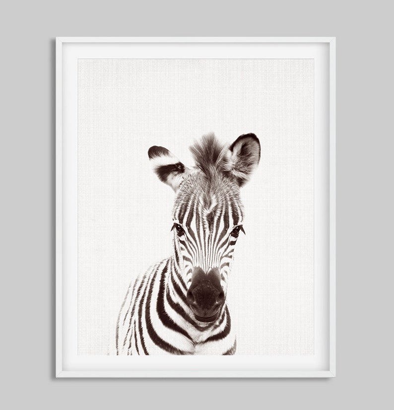 May include: A black and white zebra with a striped pattern, looking directly at the camera. The zebra is in focus, while the background is blurred.