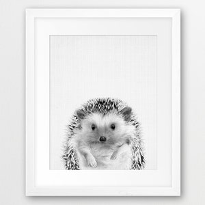 May include: A black and white photograph of a hedgehog with a cute expression. The hedgehog is sitting on a white background.
