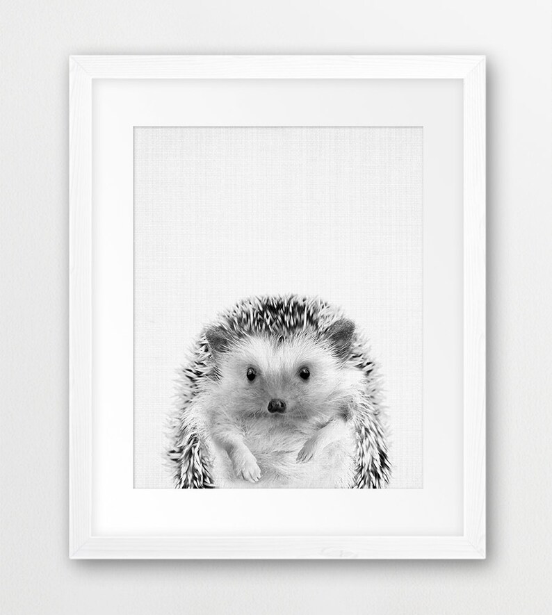 May include: A black and white photograph of a hedgehog with a cute expression. The hedgehog is sitting on a white background.