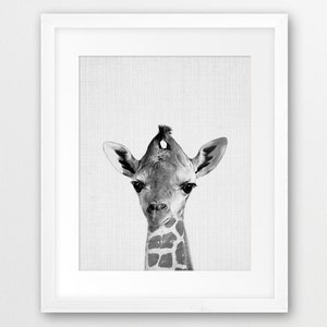 May include: Black and white photograph of a giraffe's head and neck. The giraffe is looking directly at the camera. The background is a light gray.