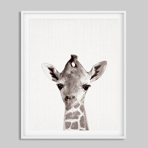 May include: A black and white photograph of a baby giraffe looking directly at the camera. The giraffe's head and neck are visible, with its long neck and spotted pattern.