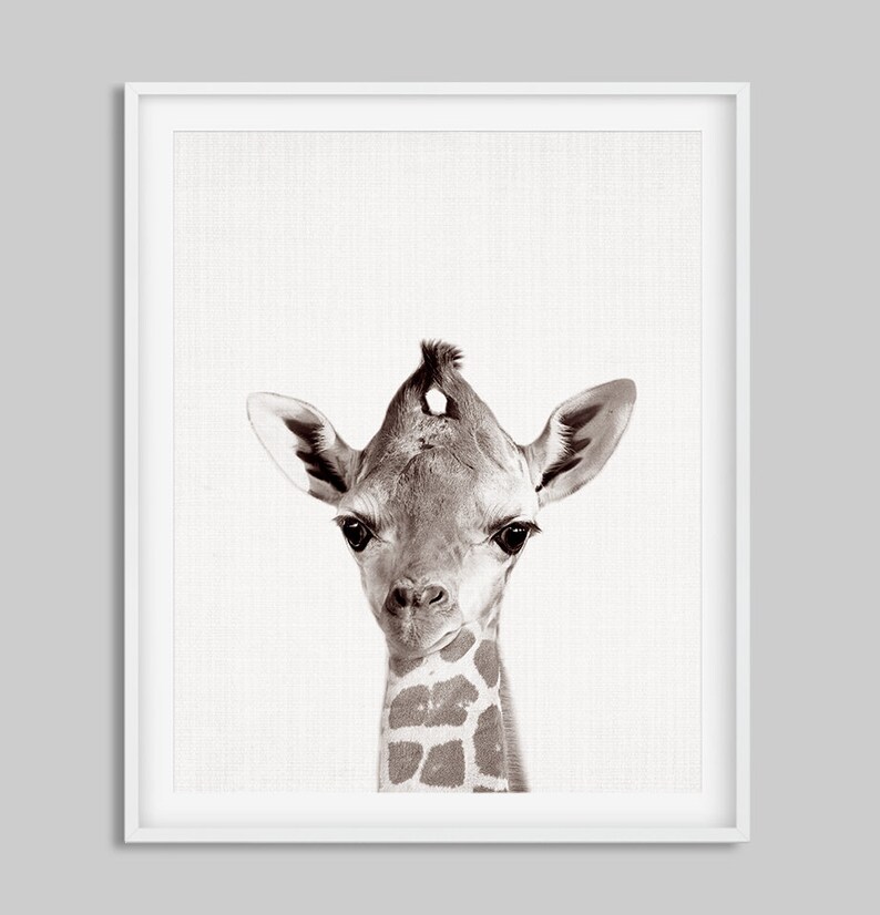 May include: A black and white photograph of a baby giraffe looking directly at the camera. The giraffe's head and neck are visible, with its long neck and spotted pattern.