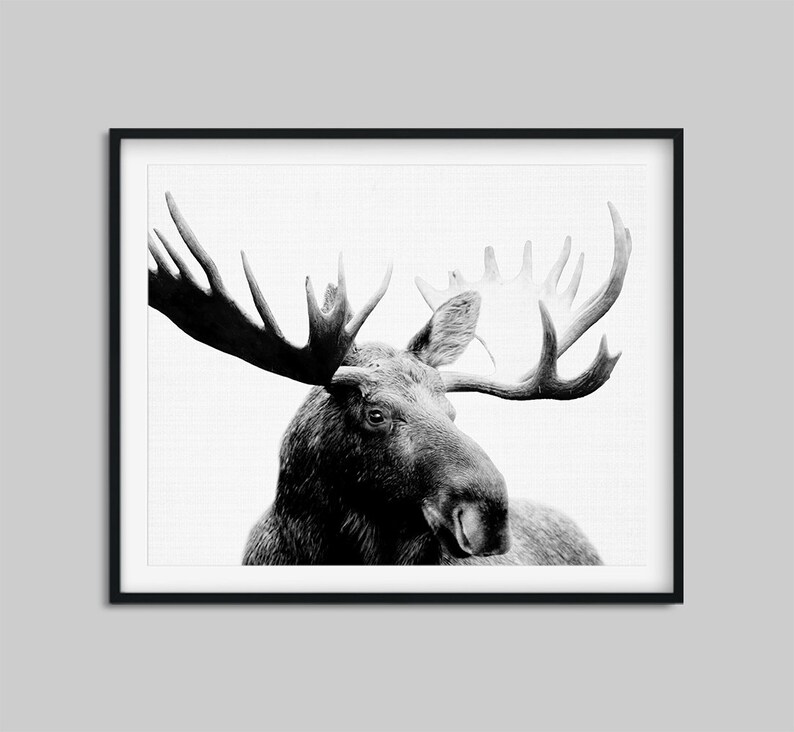 Moose Print Woodland Animal Wall Art Moose Photo Nursery Etsy