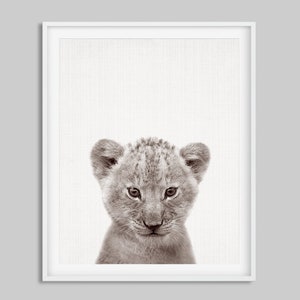 May include: A black and white photograph of a lion cub with a serious expression. The cub is looking directly at the camera. The background is a light gray.