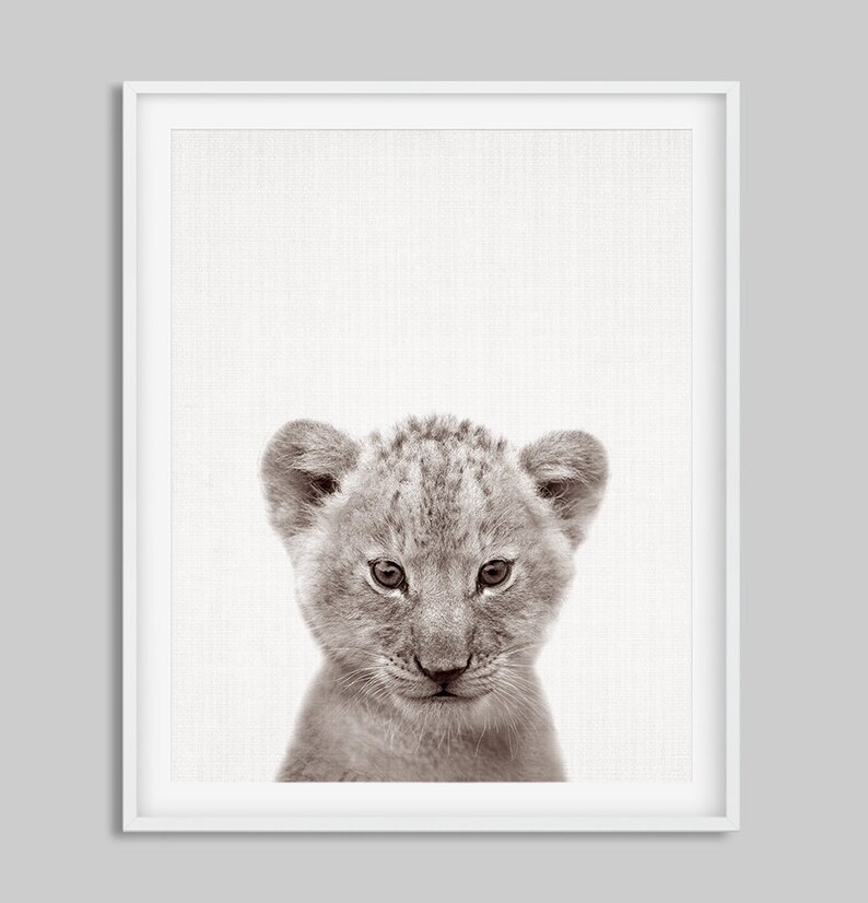May include: A black and white photograph of a lion cub with a serious expression. The cub is looking directly at the camera. The background is a light gray.