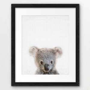 May include: A close-up portrait of a koala bear with a white background. The koala has gray fur and large, dark eyes.