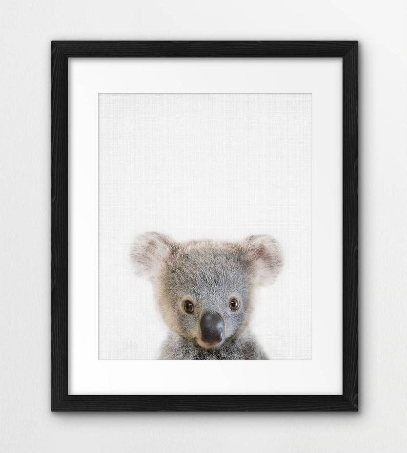 May include: A close-up portrait of a koala bear with a white background. The koala has gray fur and large, dark eyes.
