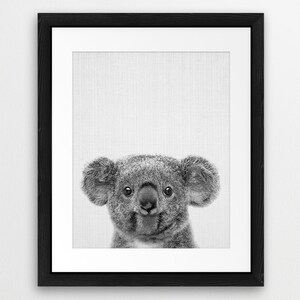 Puede incluir: Foto en blanco y negro de un koala mirando directamente a la c&aacute;mara. El koala est&aacute; enmarcado en un marco negro con un passe-partout blanco.
