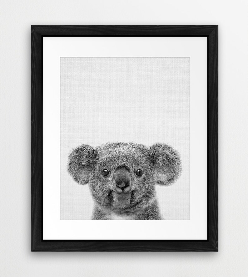 Puede incluir: Foto en blanco y negro de un koala mirando directamente a la c&aacute;mara. El koala est&aacute; enmarcado en un marco negro con un passe-partout blanco.