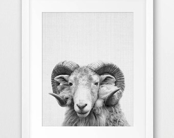 Sheep Print, Nursery Animal Wall Art, Sheep Big Horn, Mountain Sheep, Farm Animal, Nursery Decor, Black White Photo, Kids Room Printable Art