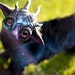 Avatar belonging to KaypeaCreations
