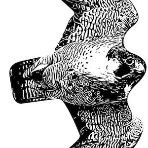 Flying Hawk, Eagle, Bird, Digital Download svg, Hawk dxf, Hawk Jpeg, Digital Download for laser, cricut, t-shirt design