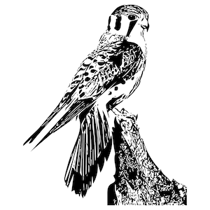 Hawk, Eagle, Bird Digital Download svg, Hawk dxf, Hawk Jpeg, Digital Download for laser, cricut, t-shirt design