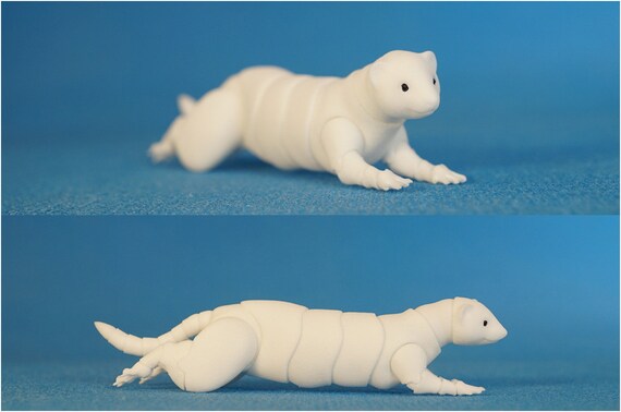 white and black ferret