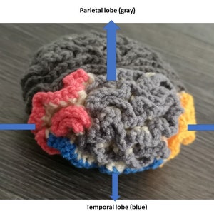 Crocheted Brain Pattern, crochet pattern, brain, pdf pattern, crocheted brain, brain pattern, crocheted science models, science crochet image 1