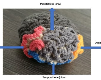 Modèle de cerveau au crochet, modèle au crochet, cerveau, modèle pdf, cerveau au crochet, modèle de cerveau, modèles scientifiques au crochet, crochet scientifique