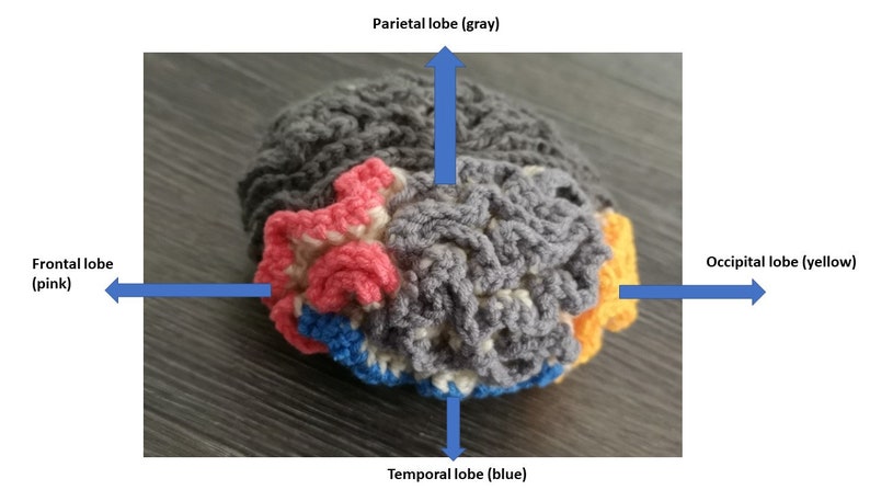 Crocheted Brain Pattern, crochet pattern, brain, pdf pattern, crocheted brain, brain pattern, crocheted science models, science crochet 画像 1