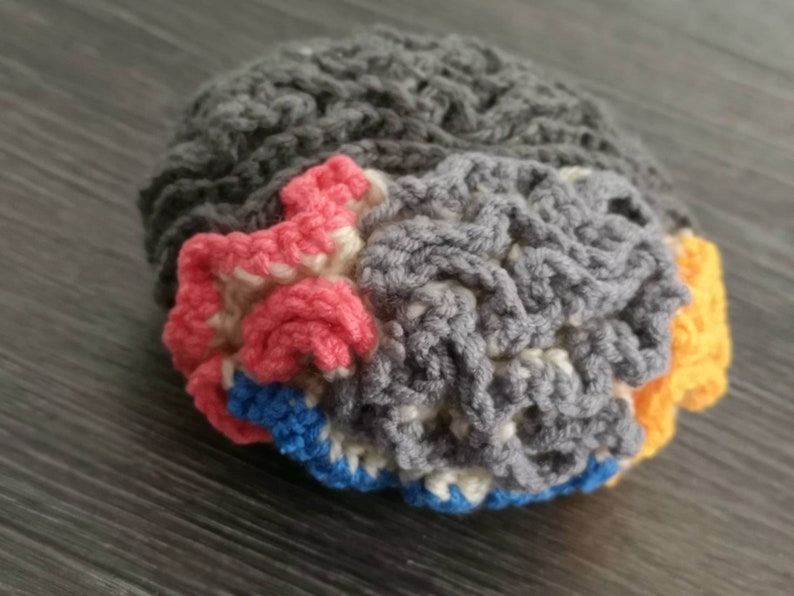 Anatomical Crocheted Brain, crocheted brain, brain pattern, crocheted science models, science crochet image 4