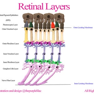 Eye Biology - Retinal Layers (Instant Download), Crochet Illustration, Crochet for Science, Sciency Crochet, Science Education