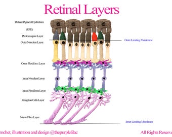Eye Biology - Retinal Layers (Instant Download), Crochet Illustration, Crochet for Science, Sciency Crochet, Science Education