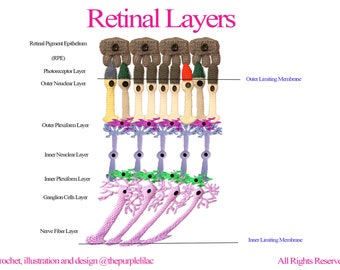 Biologie des yeux - Couches rétiniennes (Téléchargement instantané), Illustration au crochet, Crochet pour la science, Crochet scientifique, Éducation scientifique