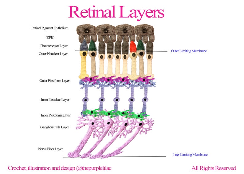 Eye Biology Retinal Layers Instant Download, Crochet Illustration, Crochet for Science, Sciency Crochet, Science Education image 1