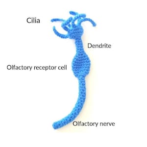 Szydełkowany neuron węchowy