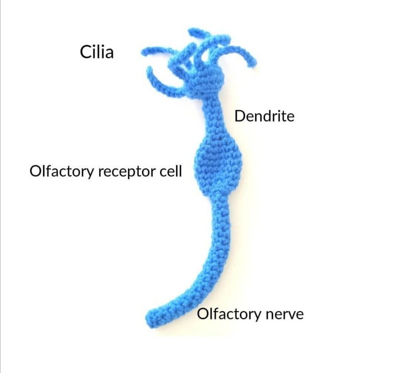 Crocheted Olfactory Neuron image 1