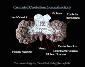 Crocheted coronal section of the Cerebellum (digital illustration)