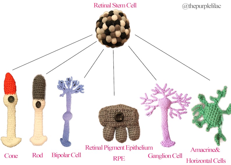 Eye Biology Type of Retinal Cells Instant Download, Crochet Illustration, Crochet for Science, Sciency Crochet, Science Education image 1