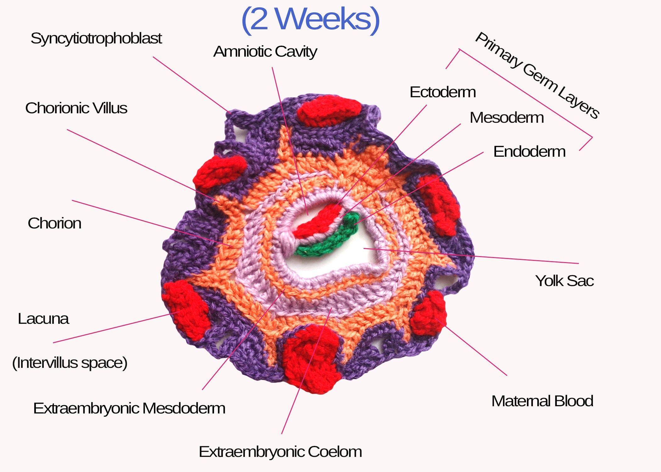 Embryology Illustrations digital Download - Etsy