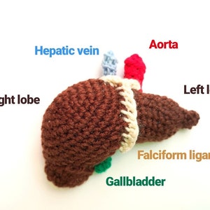 Crocheted Liver Pattern, crochet pattern, liver, pdf pattern, crocheted liver, liver pattern, crocheted science models, science crochet image 1