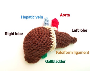 Crocheted Liver Pattern, crochet pattern, liver, pdf pattern, crocheted liver, liver pattern, crocheted science models, science crochet