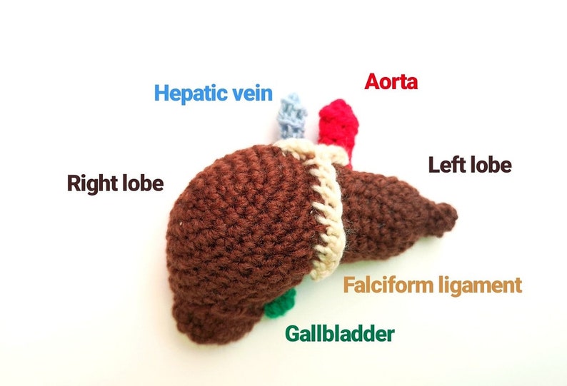 Crocheted Liver Pattern, crochet pattern, liver, pdf pattern, crocheted liver, liver pattern, crocheted science models, science crochet image 1