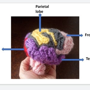 Anatomical Crocheted Brain, crocheted brain, brain pattern, crocheted science models, science crochet image 2