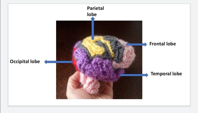 Anatomical Crocheted Brain, crocheted brain, brain pattern, crocheted science models, science crochet image 2