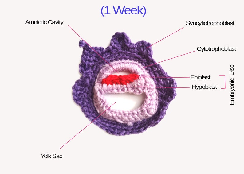 Embryology Illustrations (digital Download) - Etsy