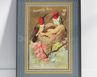 Vintage Hummingbird Print | 1888 Allen Ginter N4 Bird Card Reimagined | Antique Tobacco Card Wall Art | Restored Bird Illustration