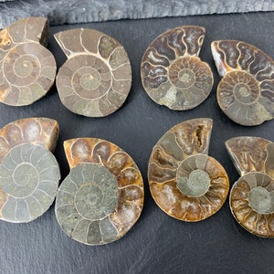 Ammonite Fossil Pair: Polished Madagascar Halves (38mm)