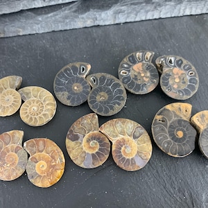 Polished Ammonite Pair: Madagascar Fossil Halves (22-28mm)