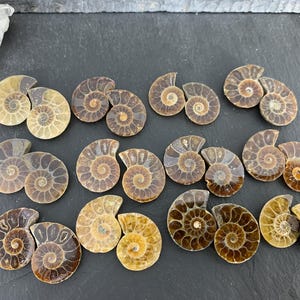 Ammonite Fossil Pair: Polished Madagascar Halves (18mm)