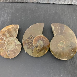 Ammonite Pick Your Piece/ Ammonite half from Madagascar