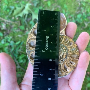 May include: A fossilized ammonite shell, featuring intricate spiral patterns and a range of brown and tan hues. The shell is being measured with a ruler, showing a length of approximately 5 inches.