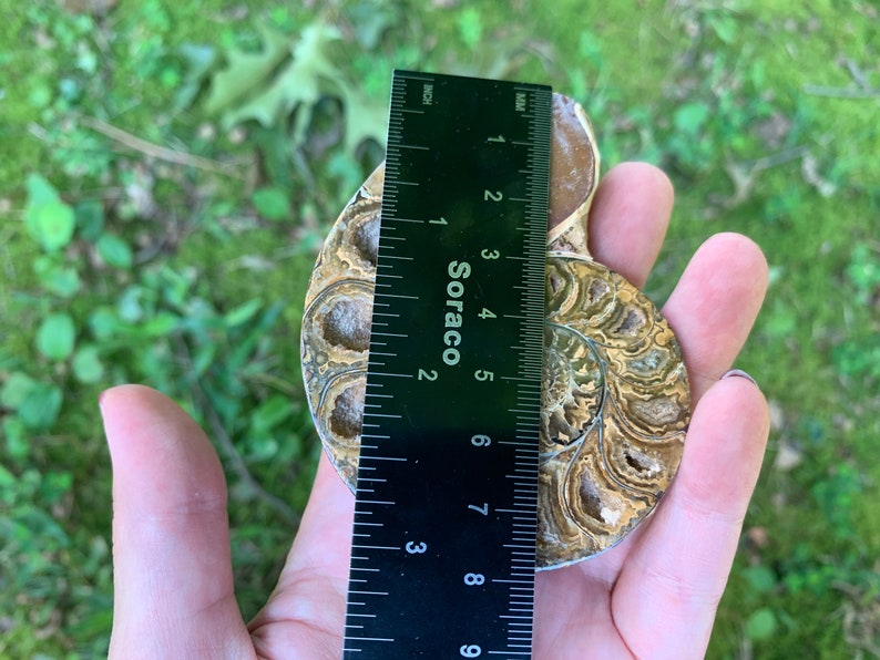 May include: A fossilized ammonite shell, featuring intricate spiral patterns and a range of brown and tan hues. The shell is being measured with a ruler, showing a length of approximately 5 inches.