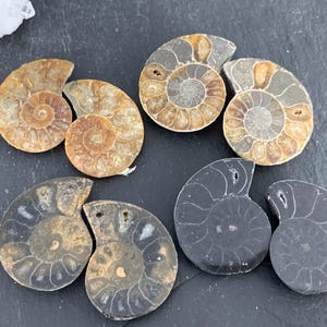 Polished Ammonite Fossil Pair: Madagascar Decor (28-29mm)