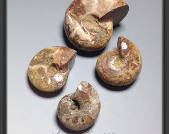 Opalized Ammonite Fossils - Four Spiral Shells from Madagascar