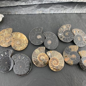 Polished Ammonite Pair: Natural Fossil from Madagascar (27-29mm)